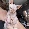 13 week old sphynx kittens
