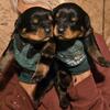AKC Rottweiler puppies