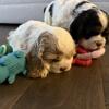 Cocker Spaniel Puppies