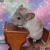Chinchilla Babies for Sale!!