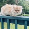 Meet Cody  Red And Silver Smoke Male Persian