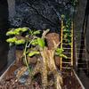 Bioactive enclosures with crested geckos