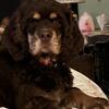 Cocker Spaniel