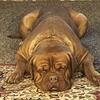 Cane Corso / French Mastiff Puppies – Loyal & Loving Family Companions