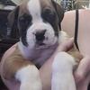 Purebred Boxer Puppies