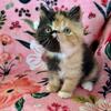 RESERVED! Calico ESH baby girl!