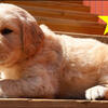 Golden retriever puppies for sale