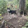Siberian huskies for sale