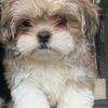Shih Tzu Puppy for Sale