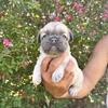 AKC frenchbulldog female