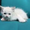 "SEBASTIAN"  Male Lilac mitted lynx ragdoll kitten, TICA Registered