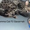 Savannah F2