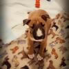 Female Bull Terrier Pup