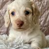 Kai- Red and White Piebald long male- $15,000