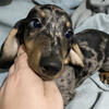 Miniature Dachshund puppies