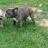 AKC French Bulldog