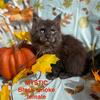 "MYSTIC" female Black Smoke Maine Coon kitten TICA registered