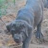 Cane Corso Italian mastiff