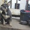 Female American bully for sale