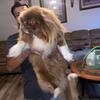 Male pekingese