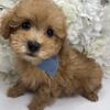 Poodle Mix Puppy for sale 