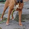 Akc boxer male stud only !