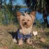 Teacup Yorkie 2 lbs Stud Services 