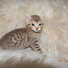 Two Highlander Kittens, male & female, one is chocolate Reduced ready soon!