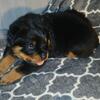 2 MALE BEAUTIFUL  ROTTWEILER  SERBIAN BLOODLINE FURBABIES 