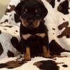 AKC Registered Rottweiler Puppies