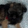 AKC Brussels Griffon male rough coat puppy 