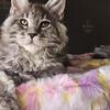 Maine coon kitten