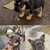 Frenchie fluffy carrier French bulldogs