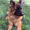 Female Long Haired German Shepherd 