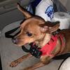2yr old Male Miniature Pinscher
