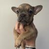French bulldog 