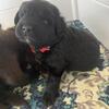 Newfoundland puppies ready to go home 4/10/25