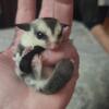 Twin Sugar Glider Joeys