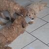 F1b Standard Goldendoodle puppies
