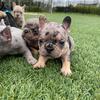 French Bull Dog Puppies