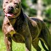 American Bully Xl Female 