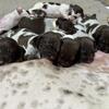 FULL akc GSP puppies $500
