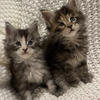 Mainecoons ready now