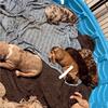 Merle Bully Puppies