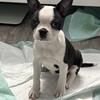 Boston terrier 