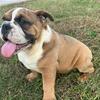AKC REGISTERED MALE ENGLISH BULLDOG PUPPY💙MAX 