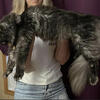 Gorgeous Amazing quality Maine Coon Kittens.  Imported parents 