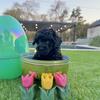 CKC Healthy Toy Poodle Puppies