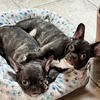 Female French Bulldog pups 