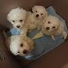 Bichon Frise in needs of everlasting loving home 2242809013